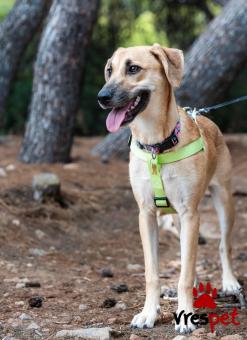 Ράτσα: Άγνωστο - Ημίαιμο | Ηλικία: 8 μηνών | Φύλο: Θηλυκό | Αρ. Microchip: - | Ημίαιμο | Περιοχή: Νέα Σμύρνη, Αττική